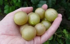 Summit Muscadine - 1 Gallon Pot 9 Summit Muscadine - 1 Gallon Pot -Outdoor Garden Store 10470 summit muscadine