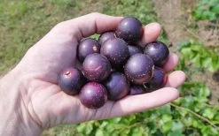 Nesbitt Muscadine Grape Vine - 1 Gallon Pot -Outdoor Garden Store 10547 nesbitt muscadine