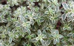 Silver Lemon Thyme - Thymus - 3 Pack Of Quart Pots 11 Silver Lemon Thyme - Thymus - 3 Pack Of Quart Pots -Outdoor Garden Store 13143 silver lemon thyme