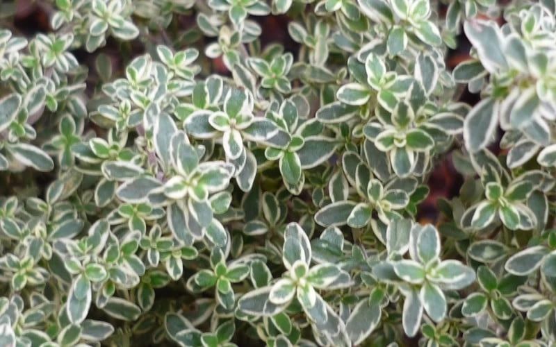Silver Lemon Thyme - Thymus - 3 Pack Of Quart Pots 7 Silver Lemon Thyme - Thymus - 3 Pack Of Quart Pots - Image 5