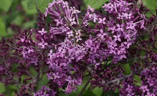 Outdoor Garden Store -Outdoor Garden Store 2