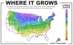 Dwarf Alberta Spruce - 5 Gallon Pot 11 Dwarf Alberta Spruce - 5 Gallon Pot -Outdoor Garden Store 3A 8A 3