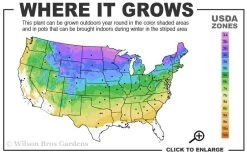 Cats Pajamas Catmint - 1 Gallon Pot 9 Cats Pajamas Catmint - 1 Gallon Pot -Outdoor Garden Store 3a 8b 17