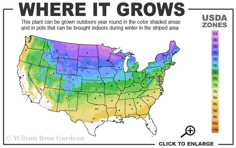 Ginkgo Maidenhair Tree - 5 Gallon Pot 5 Ginkgo Maidenhair Tree - 5 Gallon Pot - Image 3