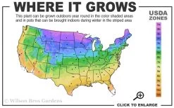 Bronze Beauty Ajuga (Bugleweed) - 36 Pack Of 3.5" Pint Pots 10 Bronze Beauty Ajuga (Bugleweed) - 36 Pack Of 3.5" Pint Pots -Outdoor Garden Store 3a 9b 15