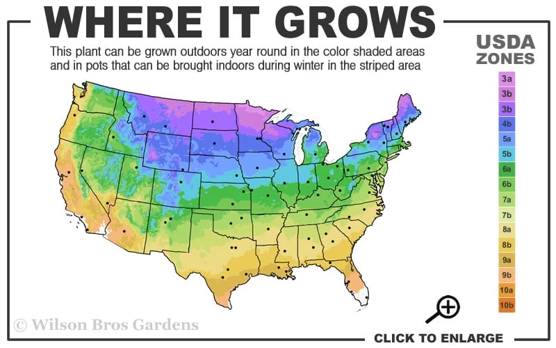 Bronze Beauty Ajuga (Bugleweed) - 5 Pack Of Quart Pots 4 Bronze Beauty Ajuga (Bugleweed) - 5 Pack Of Quart Pots - Image 3