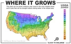 Pink Flamingo Clematis - 1 Gallon Pot 10 Pink Flamingo Clematis - 1 Gallon Pot -Outdoor Garden Store 3b 9b 2