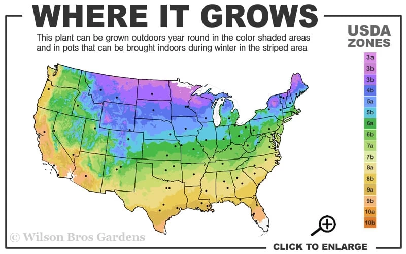 Pink Flamingo Clematis - 1 Gallon Pot 5 Pink Flamingo Clematis - 1 Gallon Pot - Image 3