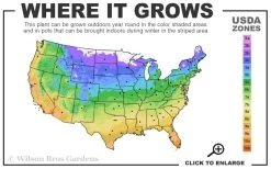 Mojito Mint Plant - 6 Pack Of Pint Pots 9 Mojito Mint Plant - 6 Pack Of Pint Pots -Outdoor Garden Store 4a 11 6