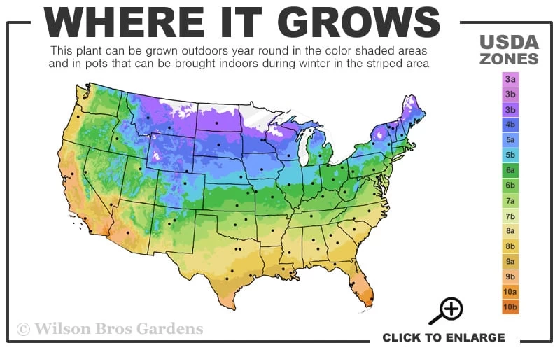 Orange Mint Plant - 4 Pack Of Quart Pots 5 Orange Mint Plant - 4 Pack Of Quart Pots - Image 3