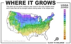 Northern Highbush Blueberry (Vaccinum Corymbosum) - 3 Gallon Pot 9 Northern Highbush Blueberry (Vaccinum Corymbosum) - 3 Gallon Pot -Outdoor Garden Store 4a 8a 1