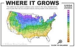 Millenium Allium (Ornamental Onion) - 6 Pack Of 1 Gallon Pots 14 Millenium Allium (Ornamental Onion) - 6 Pack Of 1 Gallon Pots -Outdoor Garden Store 4a 8b 34