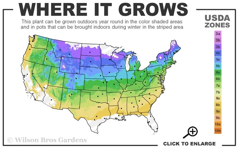 Maple Leaf Viburnum - 3 Pack Of 1.5 Quart Pots 5 Maple Leaf Viburnum - 3 Pack Of 1.5 Quart Pots - Image 3