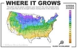 True Greek Oregano - 6 Pack Of Pint Pots -Outdoor Garden Store 4a 8b thumbnail 2