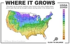 Guiding Promise Clematis - 1 Gallon Pot -Outdoor Garden Store 4a 9b thumbnail 1