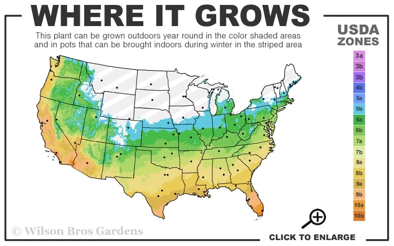 Emerald Goddess Liriope (Lilyturf) - 1 Gallon Pot 5 Emerald Goddess Liriope (Lilyturf) - 1 Gallon Pot - Image 3
