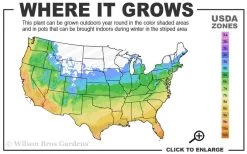 Tall Mondo Grass - 3 Pack Of Pint Pots -Outdoor Garden Store 5a 10b 9