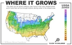 Chicago Luster Arrowwood Viburnum - 3 Gallon Pot 11 Chicago Luster Arrowwood Viburnum - 3 Gallon Pot -Outdoor Garden Store 5a 8b 25