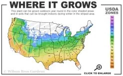 Centennial Blush Star Magnolia - 3 Gallon Pot 10 Centennial Blush Star Magnolia - 3 Gallon Pot -Outdoor Garden Store 5a 9b 75