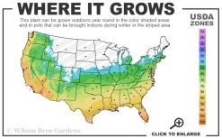 Brackens Brown Beauty Magnolia - 1 Gallon Pot 11 Brackens Brown Beauty Magnolia - 1 Gallon Pot -Outdoor Garden Store 5b 11 7
