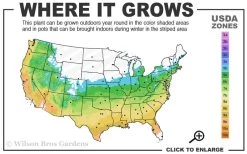 Graham Blandy Columnar Boxwood - 3 Gallon Pot 8 Graham Blandy Columnar Boxwood - 3 Gallon Pot -Outdoor Garden Store 5b 9b