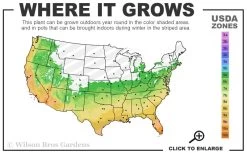 Salavatski Cold Hardy Russian Pomegranate - 1 Gallon Pot -Outdoor Garden Store 6A 11 4