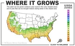 Russian 26 Cold Hardy Pomegranate - 1 Gallon Pot -Outdoor Garden Store 6B 11