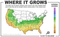 Leyland Cypress - 1 Gallon Pot 10 Leyland Cypress - 1 Gallon Pot -Outdoor Garden Store 6a 10a 3