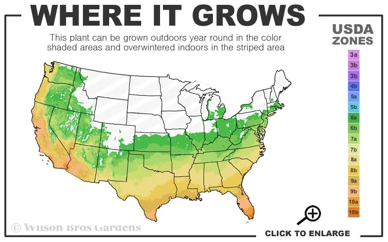 April Pink Cold Hardy Camellia Japonica - 3 Gallon Pot 5 April Pink Cold Hardy Camellia Japonica - 3 Gallon Pot - Image 3