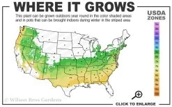 Elegans Variegated Boxwood - Buxus Sempervirens 'Elegantissima' - 3 Gallon Pot 10 Elegans Variegated Boxwood - Buxus Sempervirens 'Elegantissima' - 3 Gallon Pot -Outdoor Garden Store 6a 8b 4