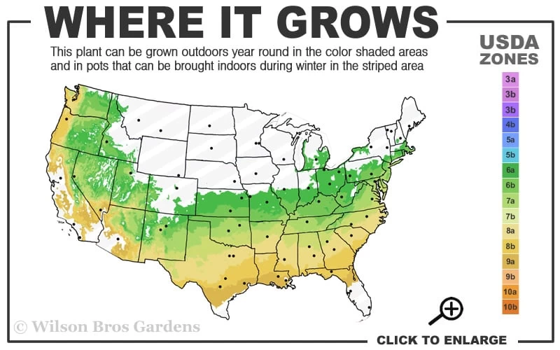 Arp Rosemary Pyramid Form - 2 Gallon Pot 5 Arp Rosemary Pyramid Form - 2 Gallon Pot - Image 3