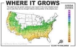 Arp Rosemary - 1 Gallon Pot 9 Arp Rosemary - 1 Gallon Pot -Outdoor Garden Store 6a 9a 4