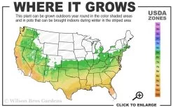 April Dawn Cold Hardy Camellia Japonica - 5 Gallon Pot 11 April Dawn Cold Hardy Camellia Japonica - 5 Gallon Pot -Outdoor Garden Store 6a 9b 5