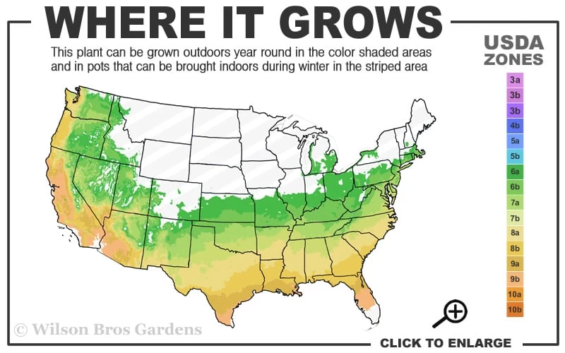 Goshiki Osmanthus (Variegated False Holly) - 5 Gallon Pot 5 Goshiki Osmanthus (Variegated False Holly) - 5 Gallon Pot - Image 3