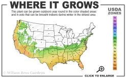 Arctic Dawn Cold Hardy Pink Camellia Hybrid - 3 Gallon Pot 7 Arctic Dawn Cold Hardy Pink Camellia Hybrid - 3 Gallon Pot -Outdoor Garden Store 6b 10a