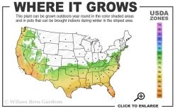 Angus Cold Hardy Eucalyptus Tree (Eucalyptus Nicholii) - 5 Gallon Pot 12 Angus Cold Hardy Eucalyptus Tree (Eucalyptus Nicholii) - 5 Gallon Pot -Outdoor Garden Store 6b 10b 8