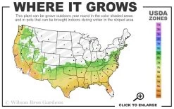 Climax Rabbiteye Blueberry - 6 Pack Of 1 Gallon Pots -Outdoor Garden Store 6b 9b 36