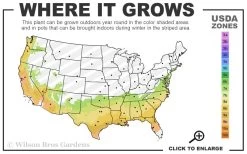 Autumn Moonlight Encore Azalea - 1 Gallon Pot 8 Autumn Moonlight Encore Azalea - 1 Gallon Pot -Outdoor Garden Store 7A 9B 48