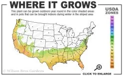 Pink Snow Camellia Sasanqua - 7 Gallon Pot (3-4') 8 Pink Snow Camellia Sasanqua - 7 Gallon Pot (3-4') -Outdoor Garden Store 7a 10a