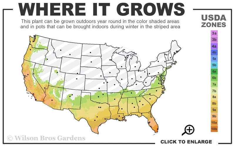 Alabama Beauty Camellia Sasanqua - 2.5 Quart Pot 5 Alabama Beauty Camellia Sasanqua - 2.5 Quart Pot - Image 3