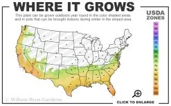 Hardy Fragrant Daisy Gardenia Bush - 3 Gallon Pot -Outdoor Garden Store 7a 10b 47