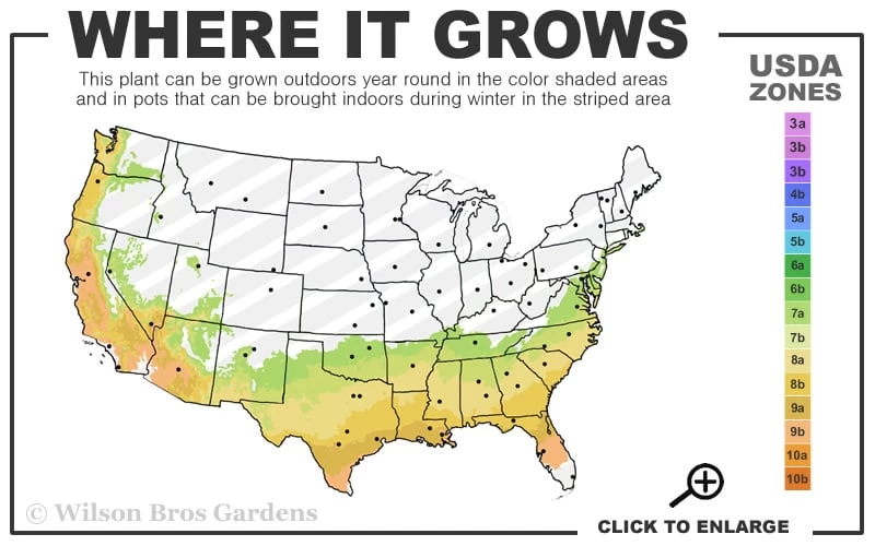 Snow Day Cold Hardy Eucalyptus Tree (Eucalyptus Gregsoniana) - 3 Quart Pot 5 Snow Day Cold Hardy Eucalyptus Tree (Eucalyptus Gregsoniana) - 3 Quart Pot - Image 3