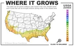 Pink Formosa Azalea - 3 Gallon Pot -Outdoor Garden Store 7b 10b 1