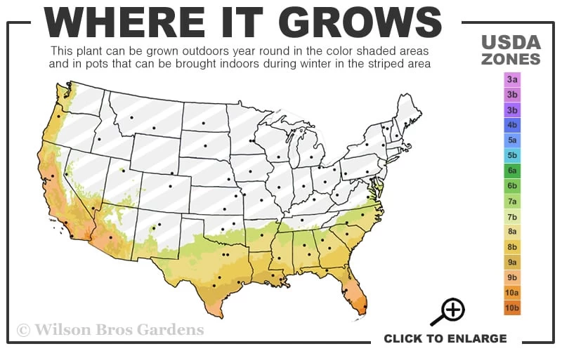 Gulf Pride Fragrant Southern Indica Azalea - 1 Gallon Pot 5 Gulf Pride Fragrant Southern Indica Azalea - 1 Gallon Pot - Image 3