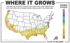 Alapaha Rabbiteye Blueberry - 7 Gallon Pot -Outdoor Garden Store 7b 9b 1