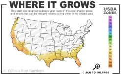 American Agave (Century Plant) - 3 Gallon Pot 10 American Agave (Century Plant) - 3 Gallon Pot -Outdoor Garden Store 8a 11 50