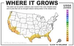 Summit Muscadine - 1 Gallon Pot 8 Summit Muscadine - 1 Gallon Pot -Outdoor Garden Store 8b 11