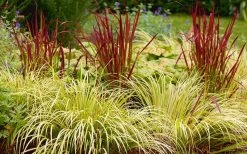 Golden Sweet Flag - Acorus Gramineus 'Ogon' - 5 Pack Of Quart Pots -Outdoor Garden Store Acorus Ogon 103