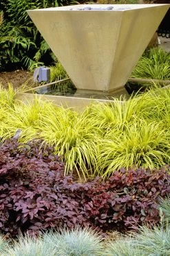 Golden Sweet Flag - Acorus Gramineus 'Ogon' - 5 Pack Of Quart Pots -Outdoor Garden Store Acorus Ogon 104