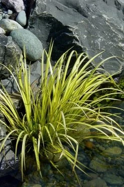 Golden Sweet Flag - Acorus Gramineus 'Ogon' - 5 Pack Of Quart Pots -Outdoor Garden Store Acorus Ogon 105